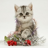 Silver tabby kitten with silver tinsel