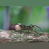 Meadow Spider with eggs