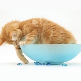 Ginger Maine Coon kitten playing in a blue glass bowl