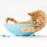 Ginger Maine Coon kitten playing in a blue glass bowl