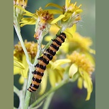 Cinnabar moth caterpillar on ragwort