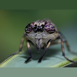Cleg horsefly eyes