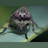 Cleg horsefly eyes