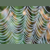 Dewy spider's web blown by the wind