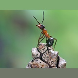 Wood Ant worker