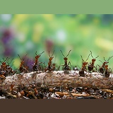 Wood Ant workers