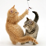 Playful British Shorthair kittens