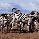 Common Zebras at a salt lick