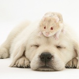 Sleepy Retriever-cross pup with a hamster on its head