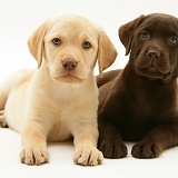 Yellow and Chocolate Retriever pups