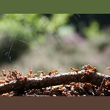 Wood Ants spraying formic acid