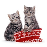 Silver tabby kittens in a woolly hat