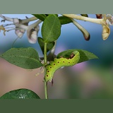 Bee Hawk Moth caterpillar