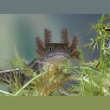 Crested newt neotonous form portrait