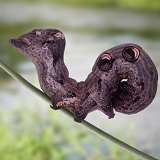 Eyed caterpillar, Okavango