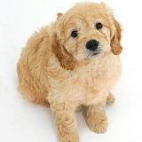 Miniature Goldendoodle pup, 7 weeks old