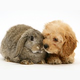 American Cockapoo puppy with Lop rabbit