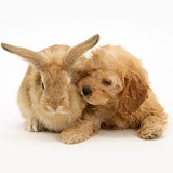American Cockapoo puppy with Lionhead rabbit