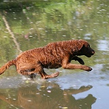 Chesapeake Bay Retriever leaping into water
