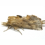Pale Prominent Moth