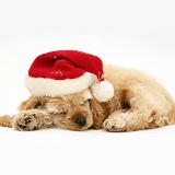 Sleepy American Cocker Spaniel pup with Santa hat on