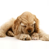 Buff American Cocker Spaniel pup with hamster