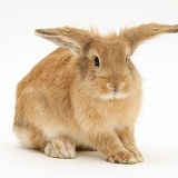 Sandy Lionhead-cross rabbit