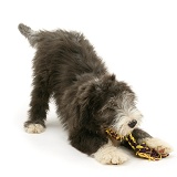 Playful Bearded Collie pup