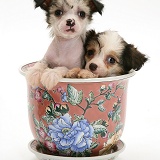 Chinese Crested pups in a Chinese pot