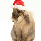 Lionhead rabbit with Santa hat on