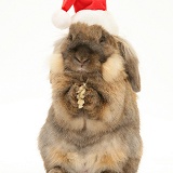 Lionhead rabbit with Santa hat on, washing itself