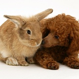 Red Toy Poodle pup with a rabbit