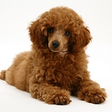 Red Toy Poodle pup