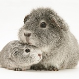 Silver Guinea pig with baby
