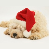 Sleepy Cream Poodle wearing a Santa hat