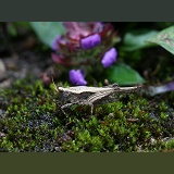 Slender Ground Hopper grasshopper