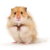 Long-haired Syrian Hamster