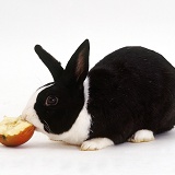 Black Dutch rabbit eating apple