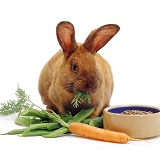 Brown female rabbit eating carrot tops