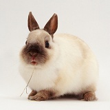 Seal-point Netherland Dwarf male rabbit