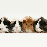 Four young Guinea pigs
