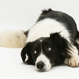 Black-and-white Border Collie lying chin on floor