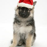 Alsatian pup wearing a Santa hat