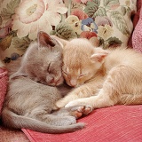 Sleepy kittens on some cushions