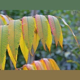 Autumnal Sumac leaves