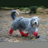 Bearded Collie with boots on