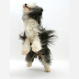 Bearded Collie jumping up