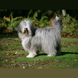 Dog: Bearded Collie with boots on photo WP17358