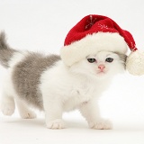Kitten wearing a Santa hat