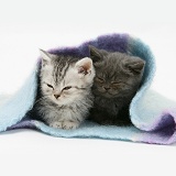 Two kittens asleep under a scarf